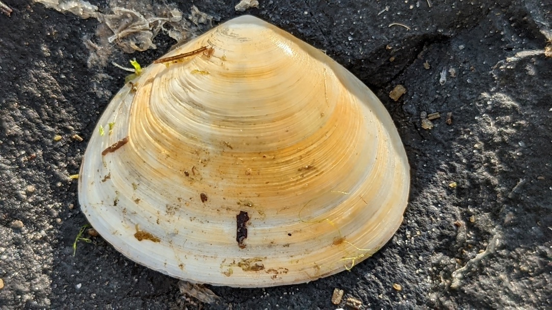 Michel Langeveld, CC BY-SA 4.0, via Wikimedia Commons